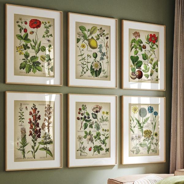 Framed Botanical Wall Art Ideas for a Cozy Modern Home